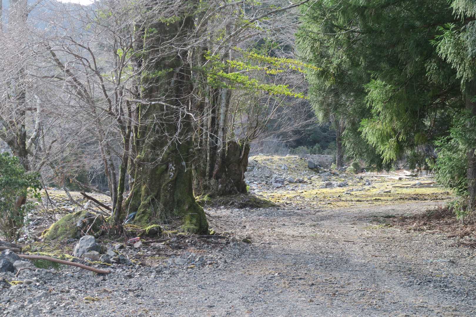 カツラのような大木