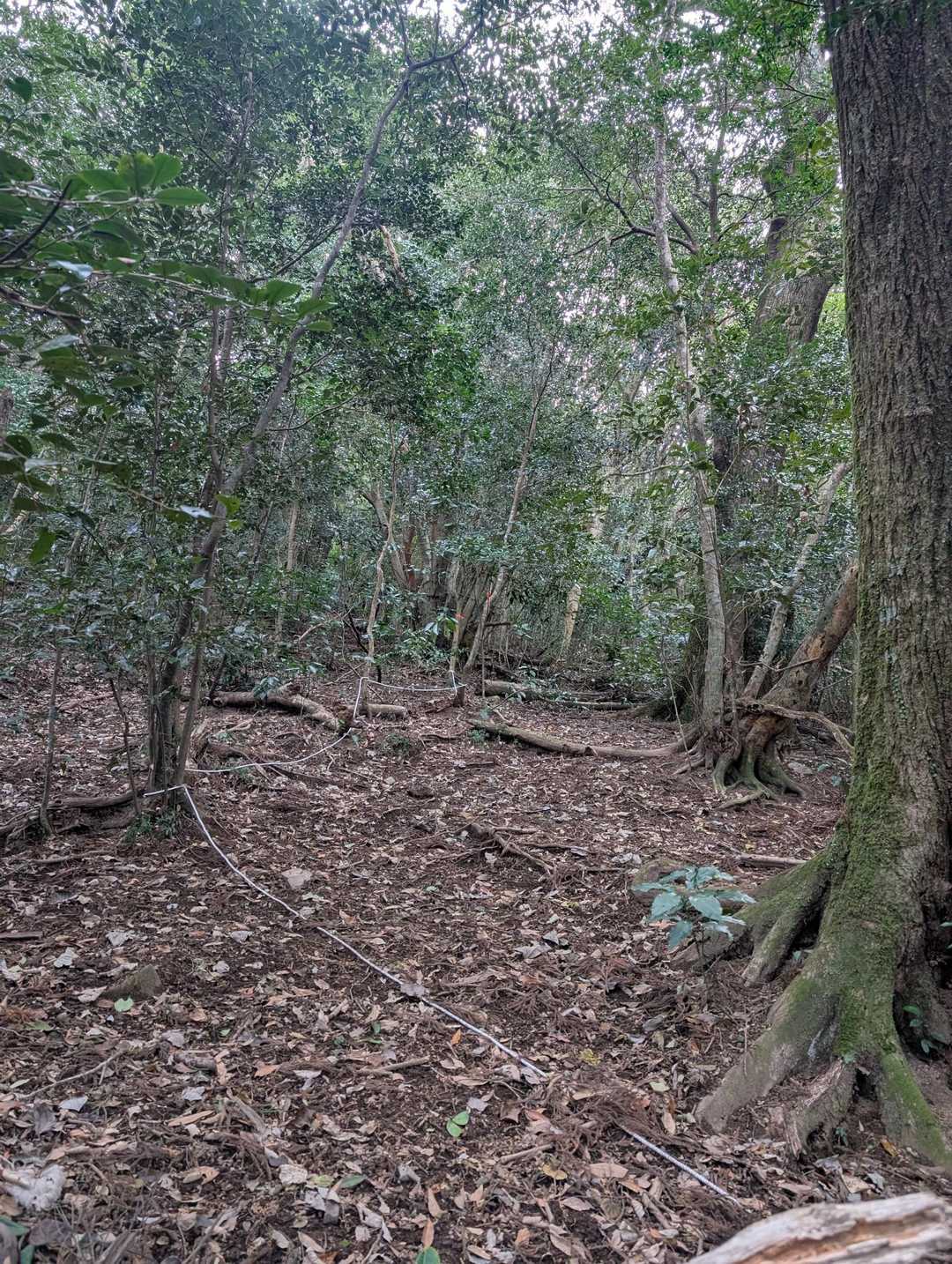 地味にずっと登りでふくらはぎがパンパンする