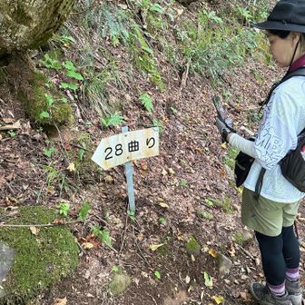 これ、登るのきつそうね