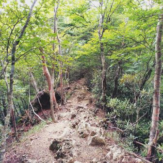 徳ちゃん新道のヤセ尾根