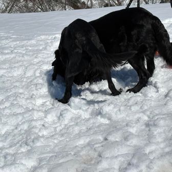 取立山 人懐っこいワンちゃん💓
チューしてもらえた😂
可愛すぎる😍
他のワンちゃん達も可愛かった🎵