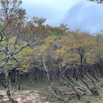少し色付いてきました🍁