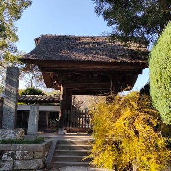 極楽寺
山門のとこのハギもきれいに黄葉してます