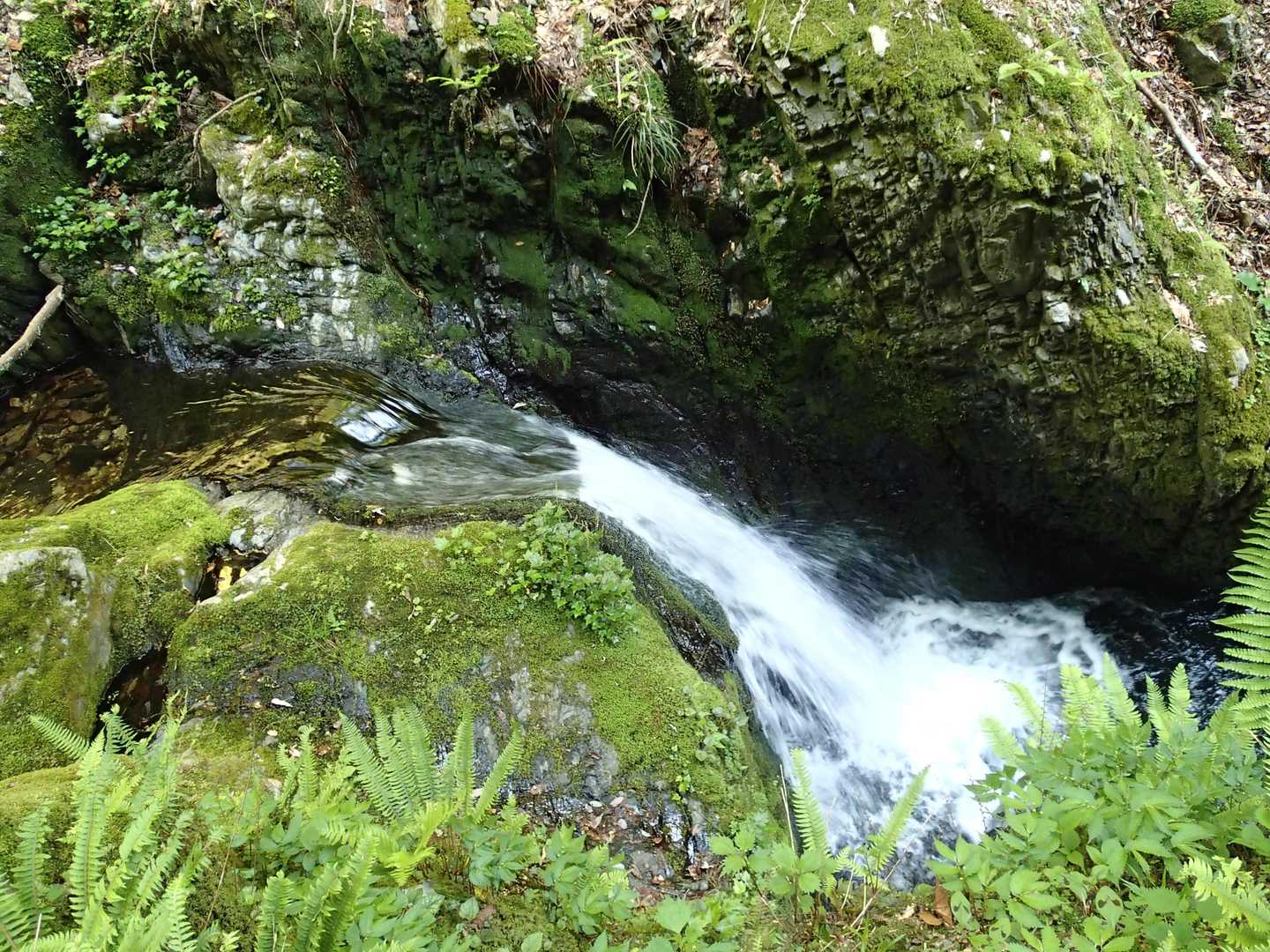 きれいな沢沿いの林道を歩くのは楽しい