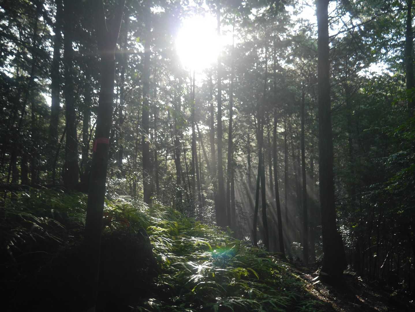 天神神社登山口-女夫山-松本峠-城山-先谷登山口 縦走コースの写真
