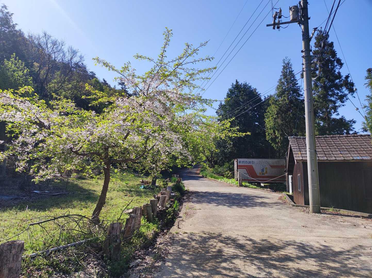 桜もすこし
