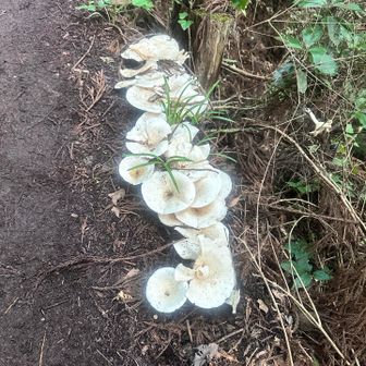 めっちゃ大きくなってる