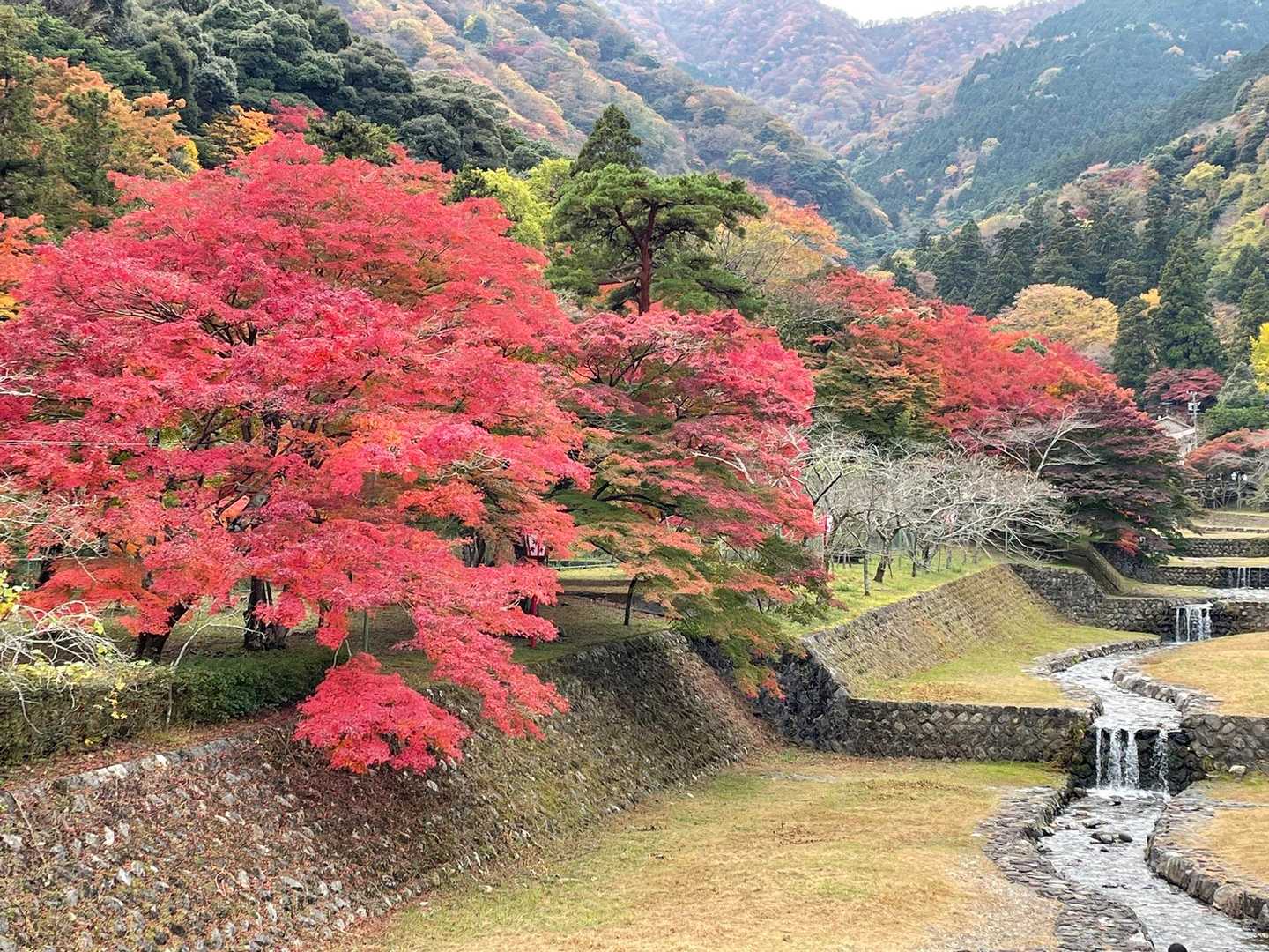 裏山 往復コースの写真