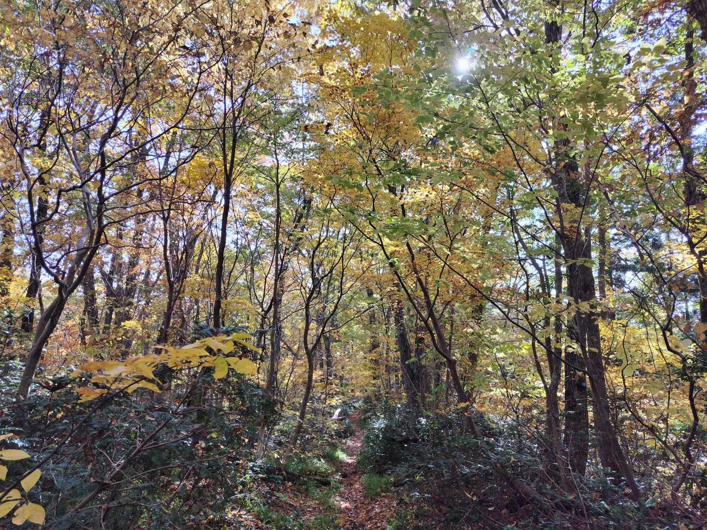 鮮やかに色付いた道を下山🍁