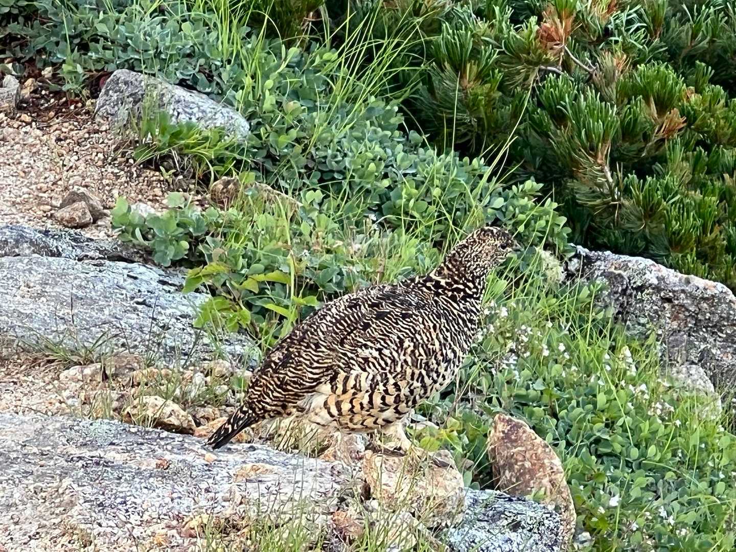 またまた雷鳥さん