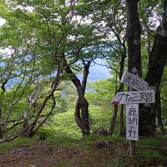 かのののののののののののののの山は、分岐路にもなってます。

鹿納山山頂・登山口・お姫山経由五葉岳の分岐点。