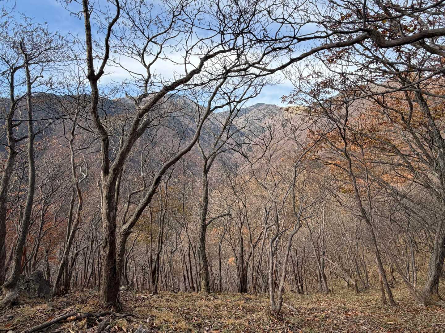 公園入口バス停-中倉山登山口-中倉山 往復コースの写真
