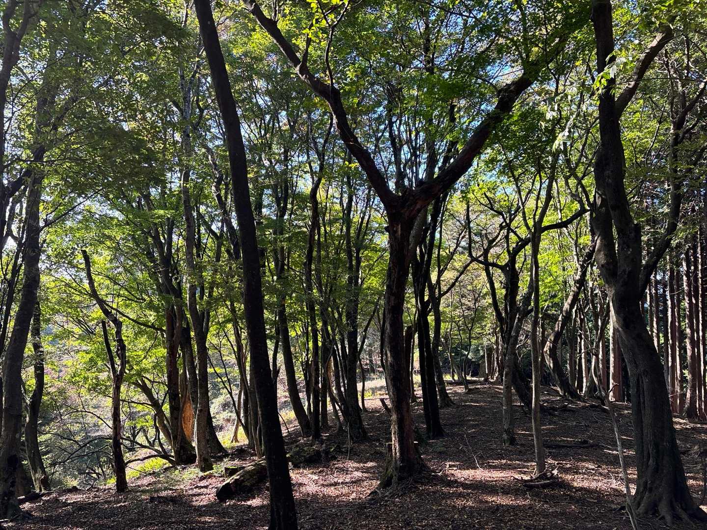 少し平らな部分に出た👍
木漏れ日が美しい🤩