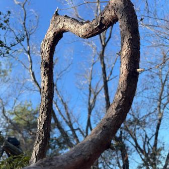 猫耳🐈
寝ぼけていたせいか、枝で頭を2回も強打。
星🌟飛んだ😵‍💫