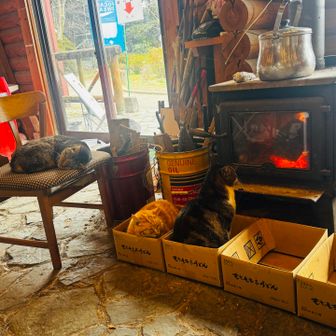 ストーブ前に猫ちゃん集合♡