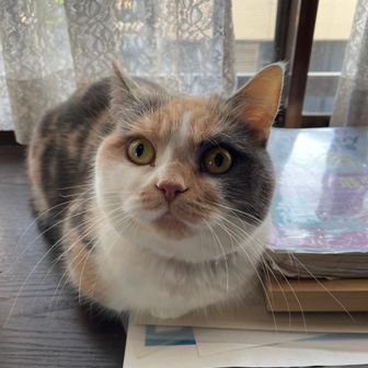 白岩寺のおサル