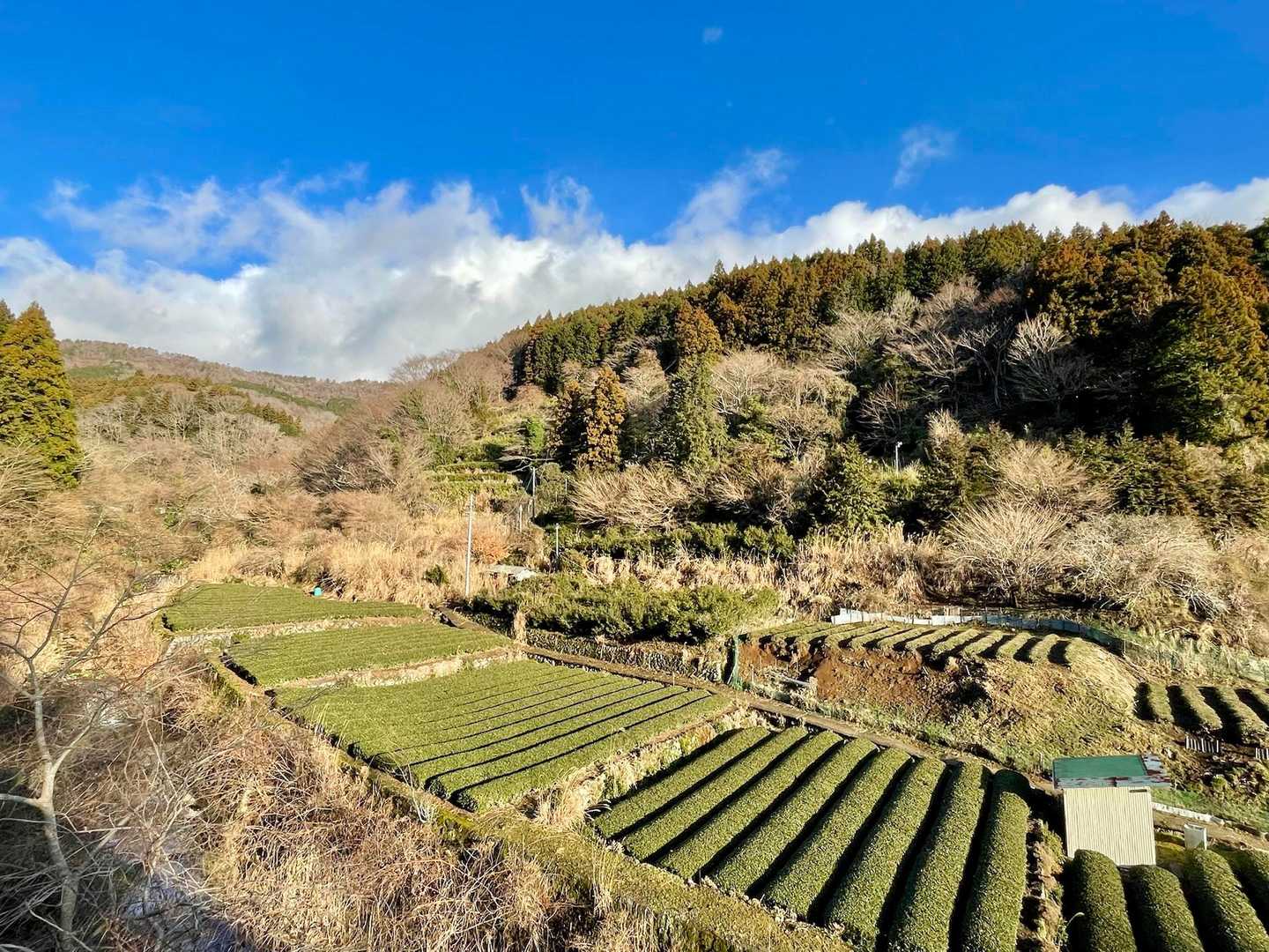 ここで　間違えて周遊コースの方に行ってしまう　　　茶畑の景色に見惚れていたのがいけない　　すぐ引き返す