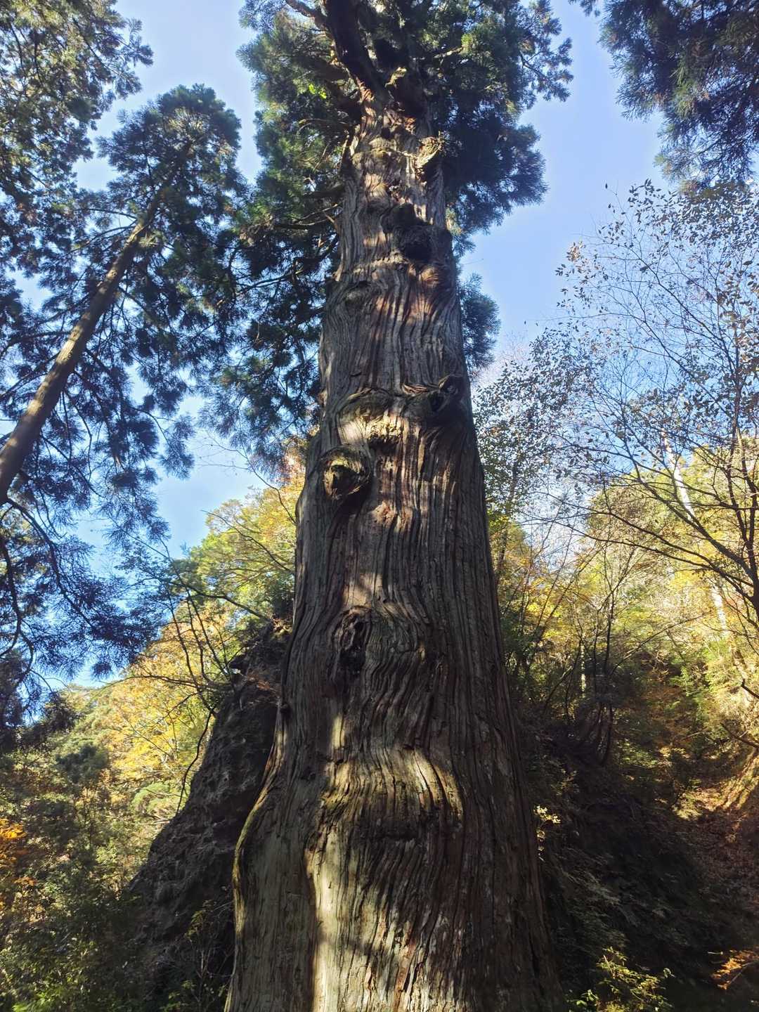 玉屋神社登山口-英彦山 往復コースの写真