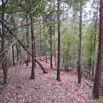 ちょっと西側へ下りてみると倒木が沢山見えた。ゴルフ場方面へは入るなという意味かも。