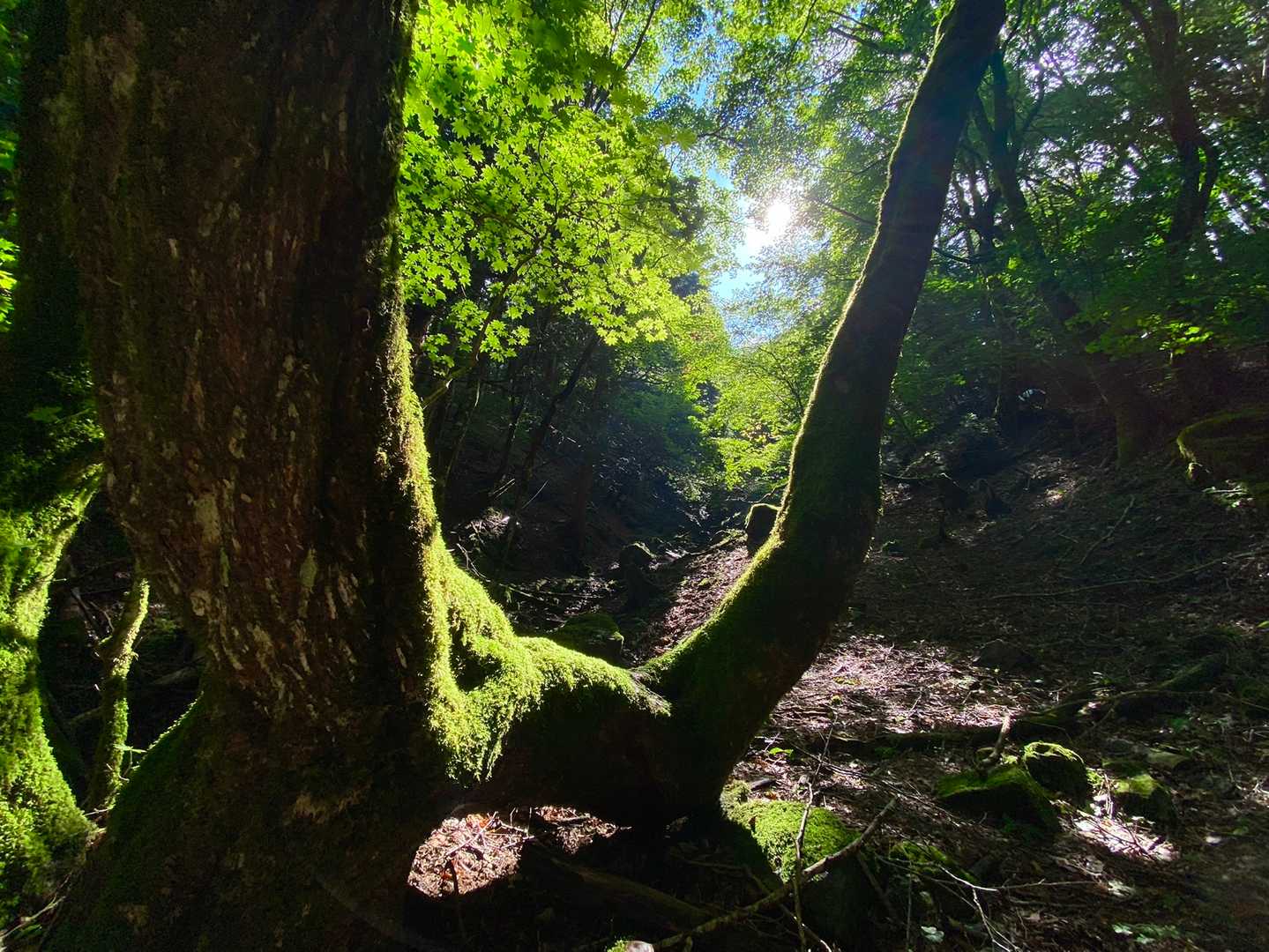 近くには小さな沢があり…
其処に降りると凄く素敵な苔むした樹🌳が…
朝日☀️が降り注いで…最高です✨