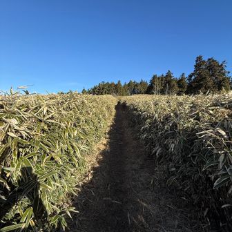 ササの道を進みます