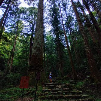 中でも一際大きな傘杉🌲