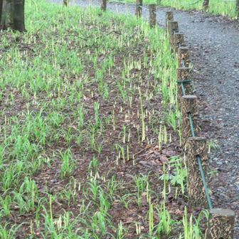 やはり通路際での発芽が早いですね。