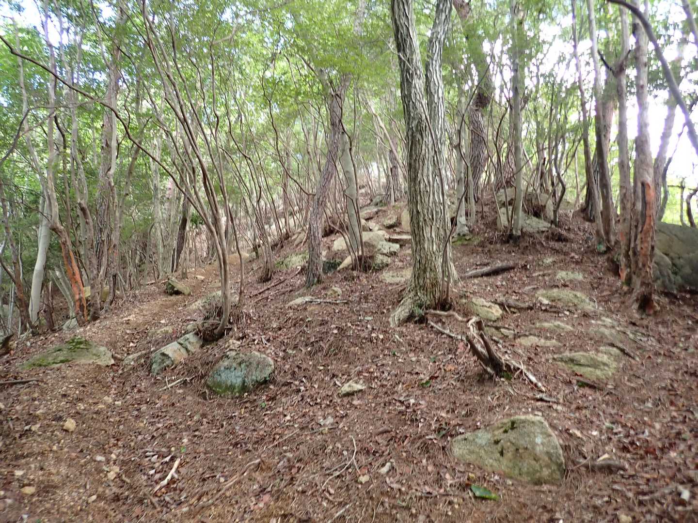 上りが急になってきた。