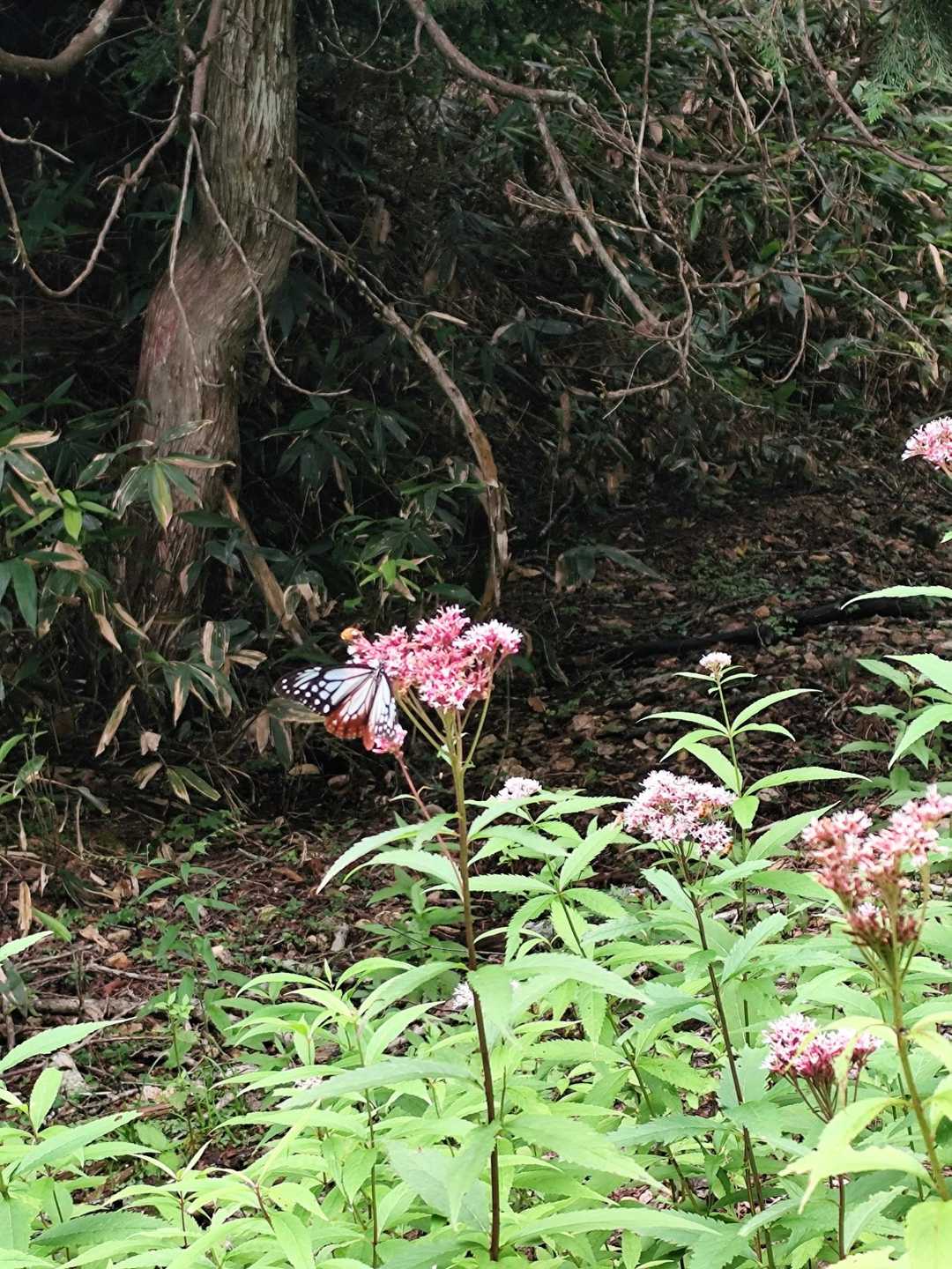 四郎岳 往復コースの写真