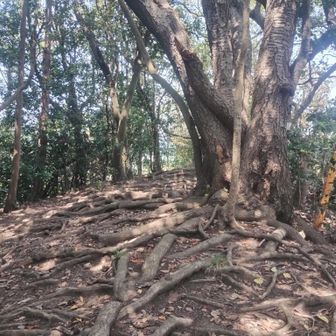 乳頭山着。

汗で上も下もぐっしょりだ。

そして、暑さのほか、寄り道だったり、道を間違えたりで疲労感も大きい。

そのせいか食欲もない。

登山中でここまで疲れたのは初めてだ。

自分も年だろうか。💦