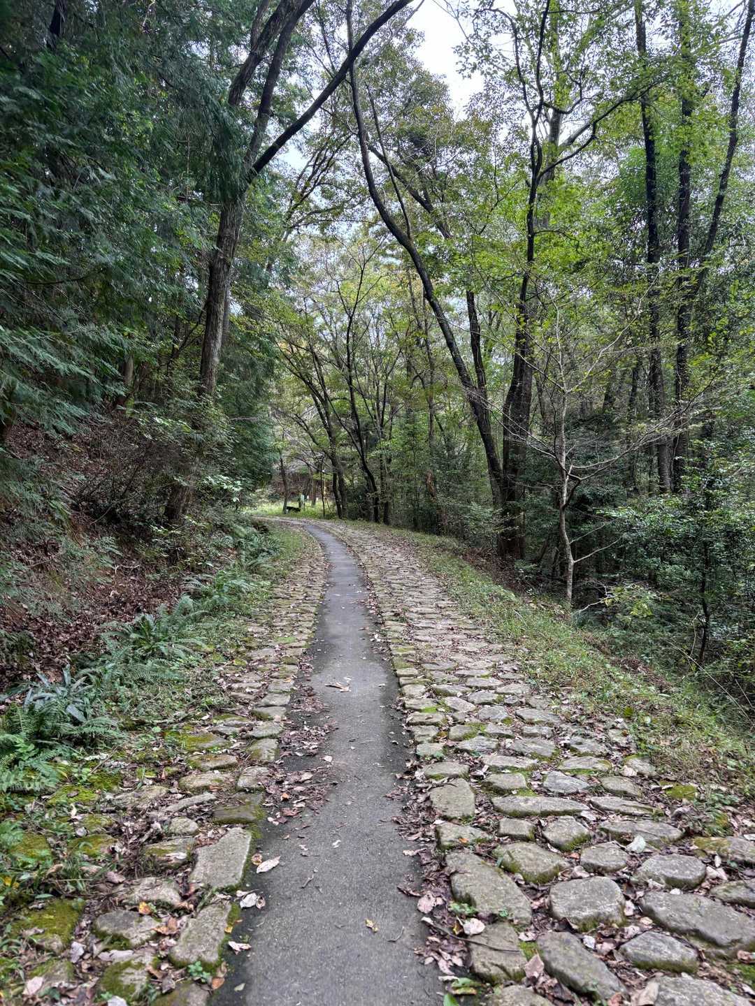 日陰坂入口-北山-東洞山入口 縦走コースの写真