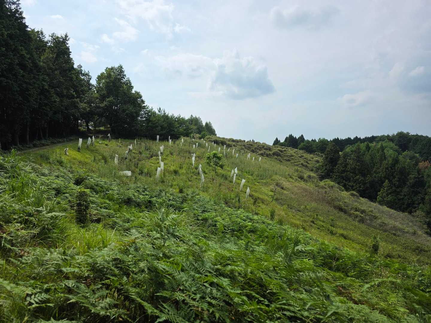 植樹エリアかな？
薪の生産地のようだった

暑い🥵けど下界より数℃低いことが救い