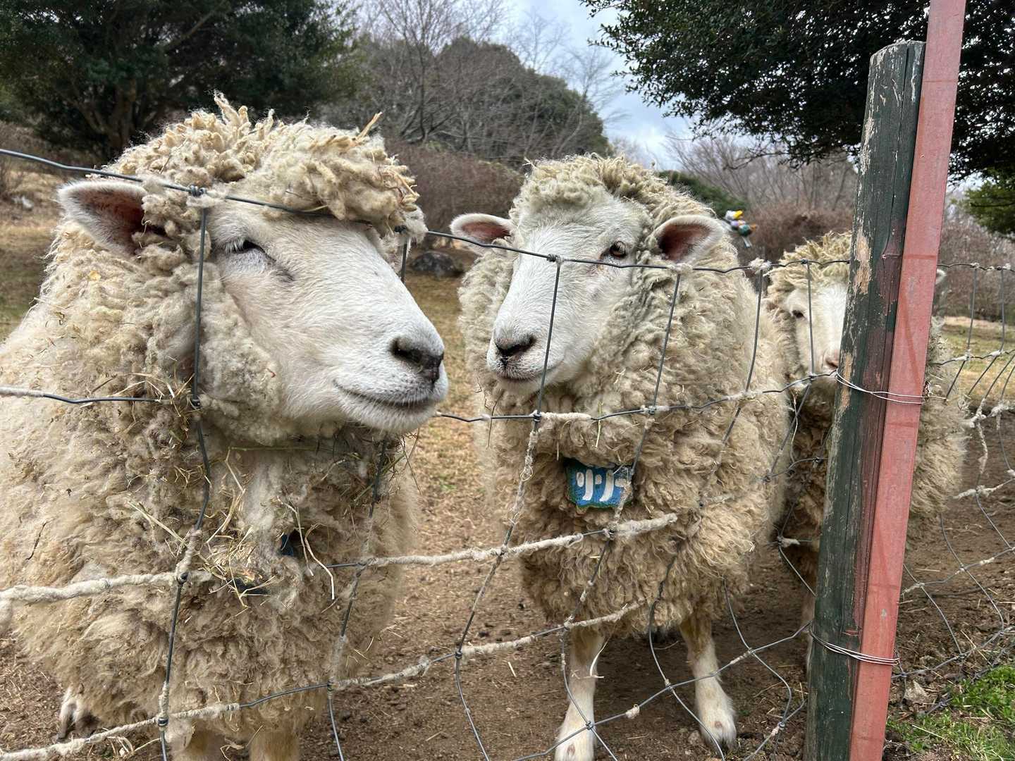 可愛いすぎる！