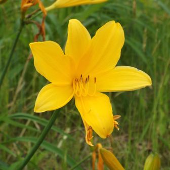 ニッコウキスゲ（日光黄菅）本種の群生地に日光が知られていた。葉姿を見ると菅（すげ）の仲間みたい。