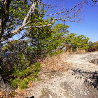 愛宕山 山頂　192m。
左の木から張り出した枝に山頂標がありました。