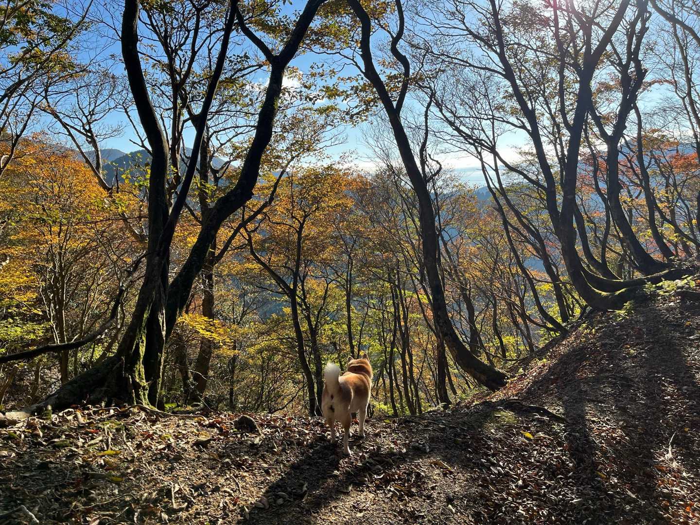 小又谷登山口-T字尾根登山口-土倉岳 周回コースの写真
