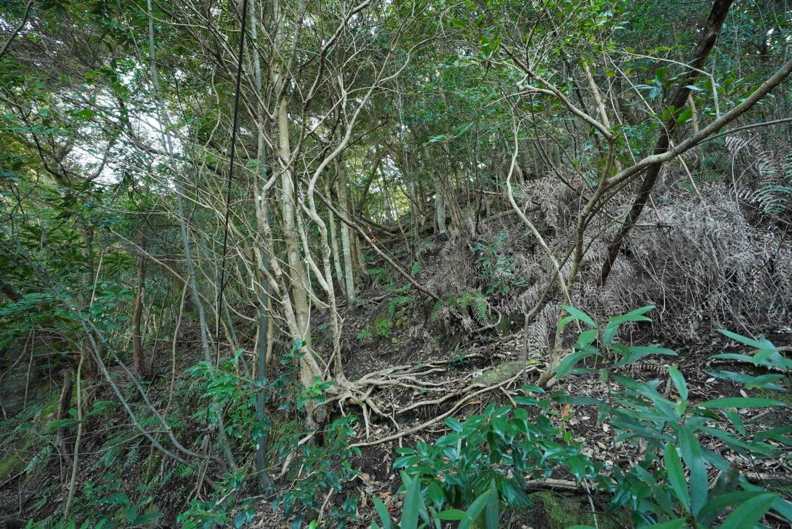 塚崎城跡の裏手から御船山を目指す。
整備されたトレイルはなく、何となく見える踏み跡のようなものを頼りに急登を登って行く。
これ、下る方は結構大変だと思う。