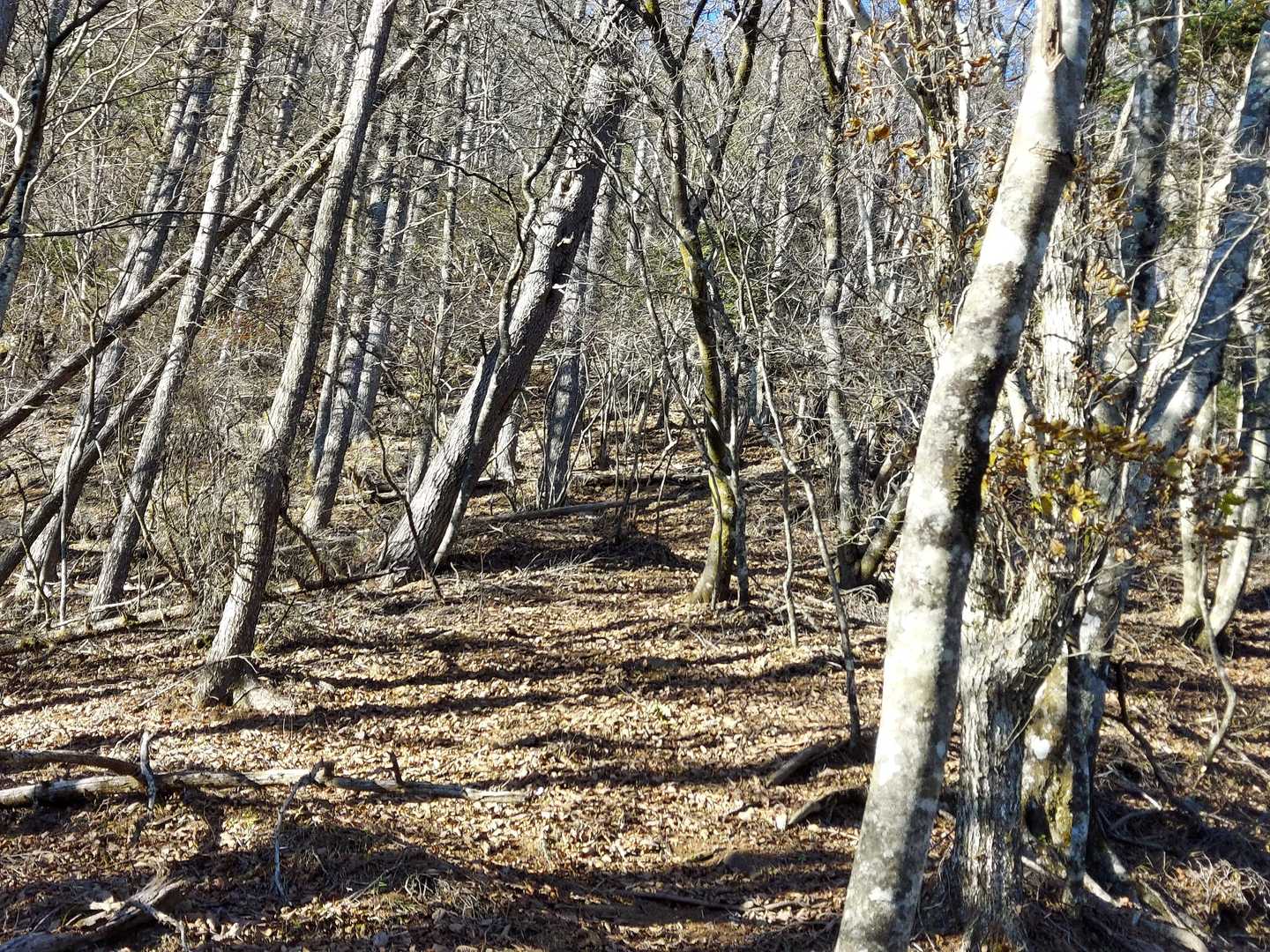 新道峠-破風山-すずらん峠-御坂黒岳-中沢山 縦走コースの写真