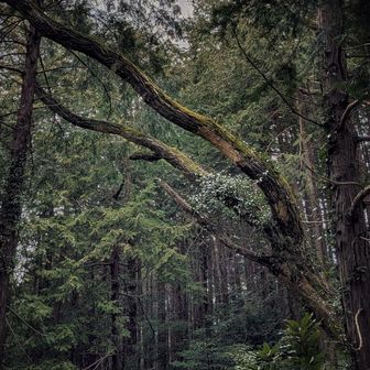 綺麗な森の風景🌳今日は360度様々な小鳥の囀りに終始囲まれて清々しく歩けました♪🐦️