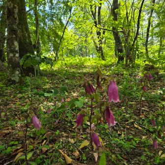 アカノラ山への道には、高山植物が配されて、見事に咲いています