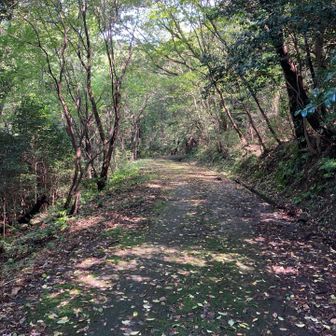 苔むした道
人が居なくなった世界っぽい