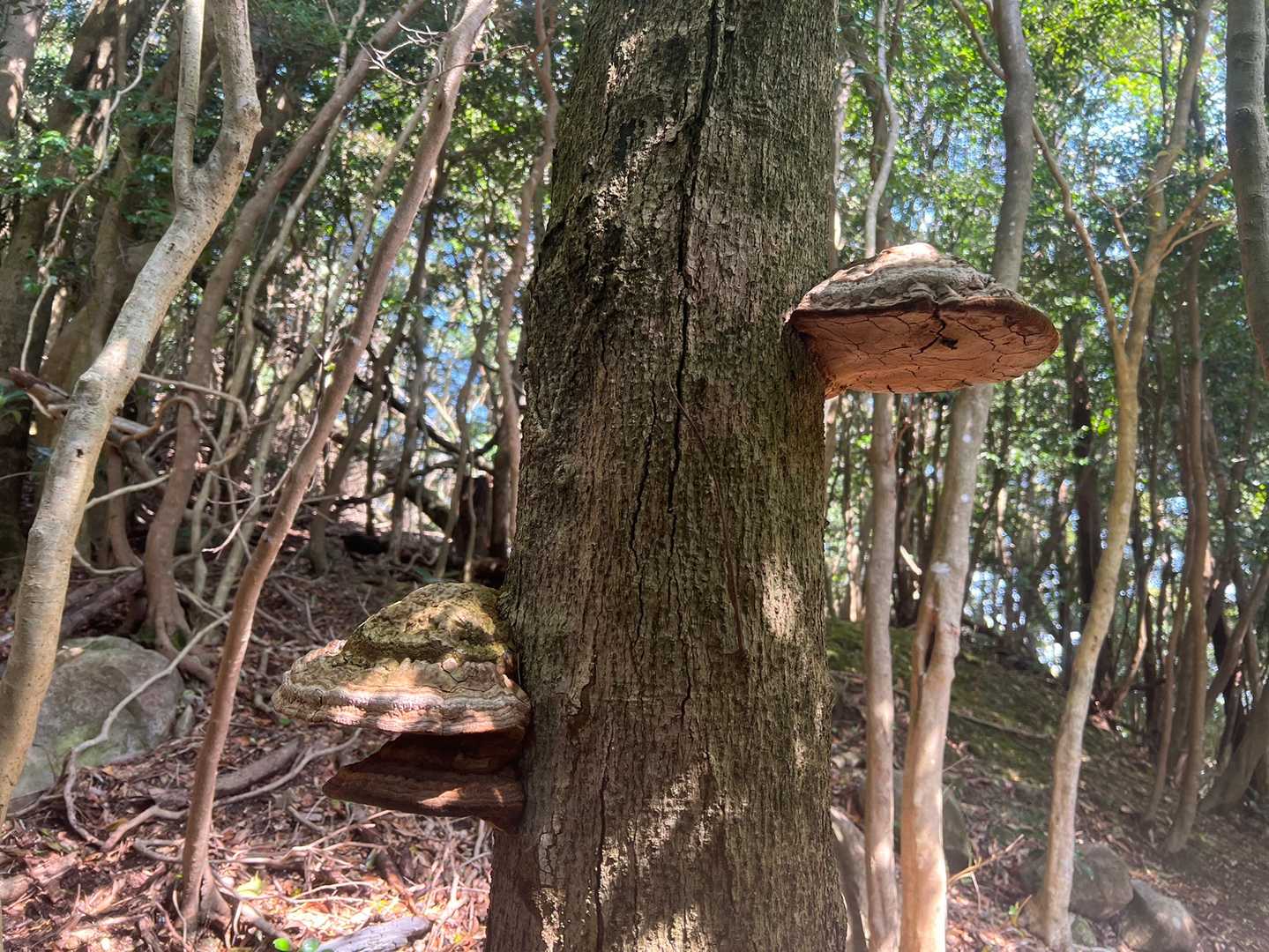 上床山（鹿児島県阿久根市）の写真