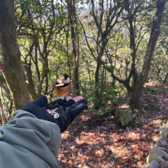 選別したり、落としたり、一発で持って行ったり、いろんな子がいておもしろい


来年はも少し山に登れたらいいな
宇治神社で健康になれますようにと
お参りしてきました

みなさま
よいお年を