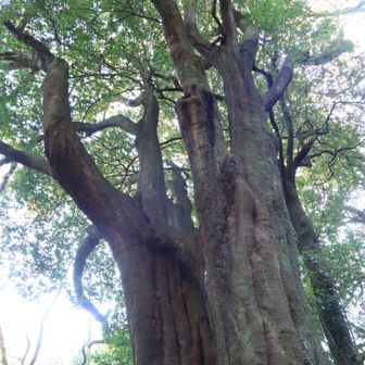 つぶらジイの巨木がありました。
