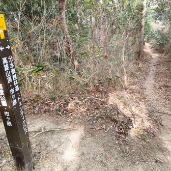 高雄山から北へ
始点が定かでないがおそらく南ドントリッジを歩いている
分水嶺越へ