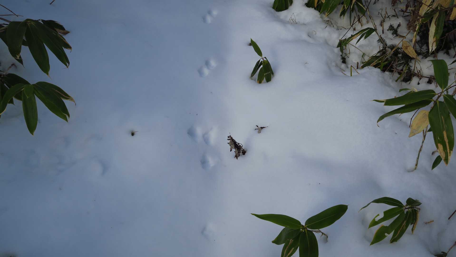今季の初ウサギ(*^。^*)