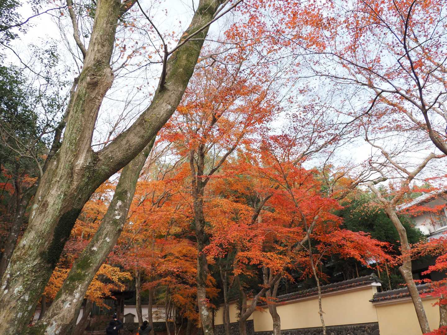 阪急嵐山駅-松尾山-苔寺・すず虫寺-上桂駅 縦走コースの写真