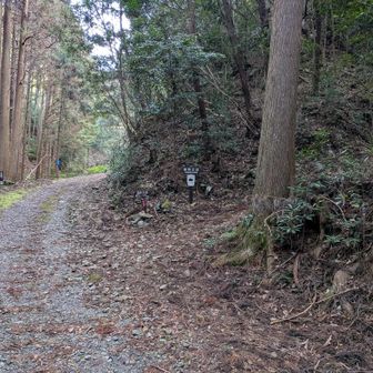 林道の奥から散歩？のおじさんが登場して、ここを右だと教えてくれました