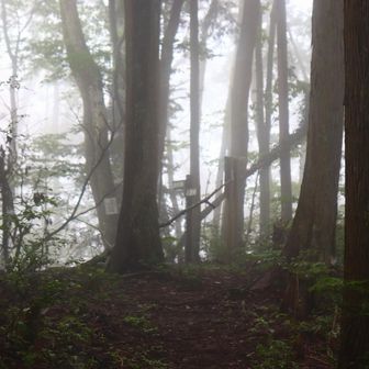 山頂が見えました。
