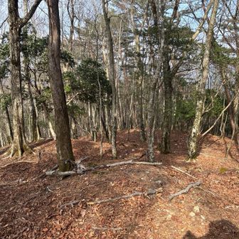 奥座向は、ふかふかの落ち葉ゾーンにあります
足に優しくてｇｏｏｄ！